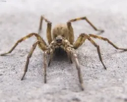 Hogna radiata