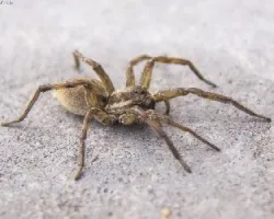 Hogna radiata