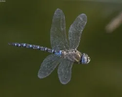  aeshna mixta