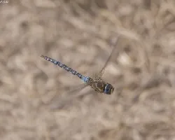  aeshna mixta