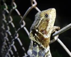 Basiliscus