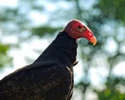 Cathartes aura