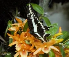 Mariposa