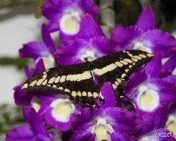 Mariposa