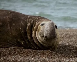 Mirounga leonina