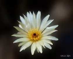 Flores de cactus