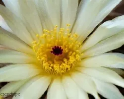 Flores de cactus