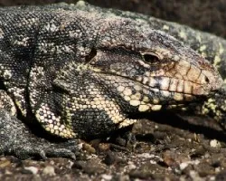 Lagarto overo