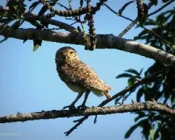 Athene cunicularia