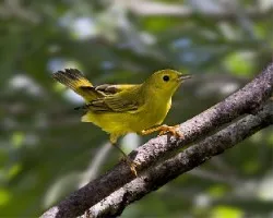 Setophaga petechia