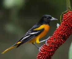 Icterus galbula