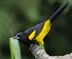 Icterus prosthemelas