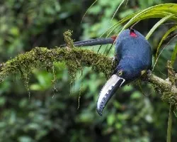 Pteroglossus torquatus