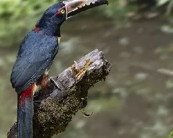 Pteroglossus torquatus