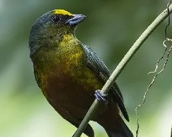 Euphonia gouldi