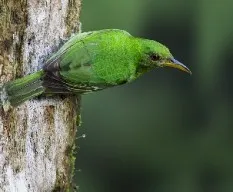 Chlorophanes spiza