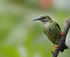 Cyanerpes cyaneus