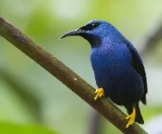 Cyanerpes lucidus