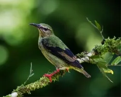 Cyanerpes cyaneus