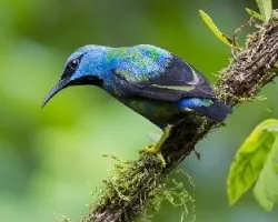 Cyanerpes lucidus