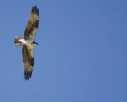 Pandion haliaetus