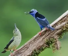 Cyanerpes cyaneus