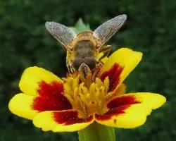 Flores, abeja,sirfido