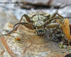 Rhagium mordax