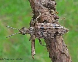 Rhagium mordax