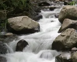 Cerca de copal