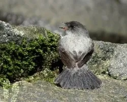 Serpophaga cinerea