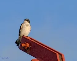 Tachycineta albilinea