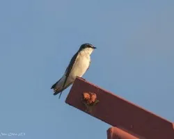 Tachycineta albilinea