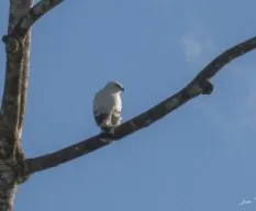 Pseudastur albicollis