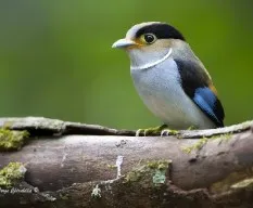 Serilophus lunatus