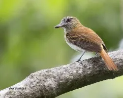 Attila spadiceus