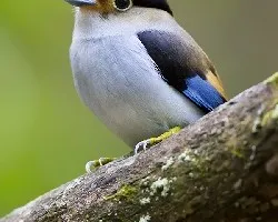 Serilophus lunatus