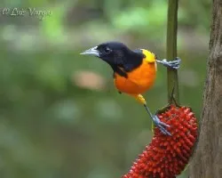 Icterus galbula