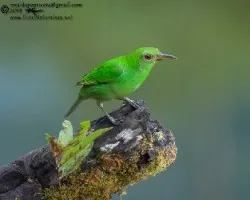 Chlorophanes spiza
