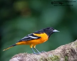 Icterus galbula
