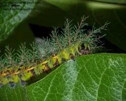 Oruga ciprés