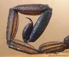 Alacrán