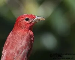 Piranga rubra