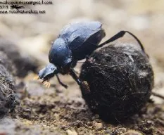 Escarabajo