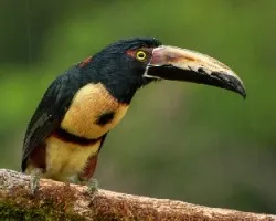 Pteroglossus torquatus