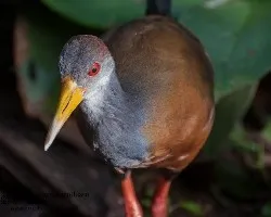 Aramides cajanea