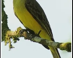 Tyrannus melancholicus