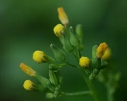 Flores amarillas 
