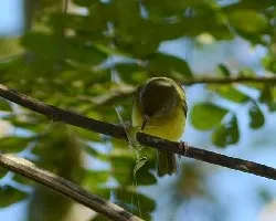 Hylophilus flavipes