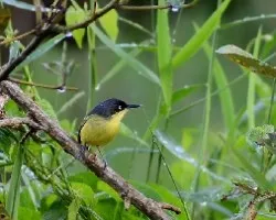 Todirostrum cinereum